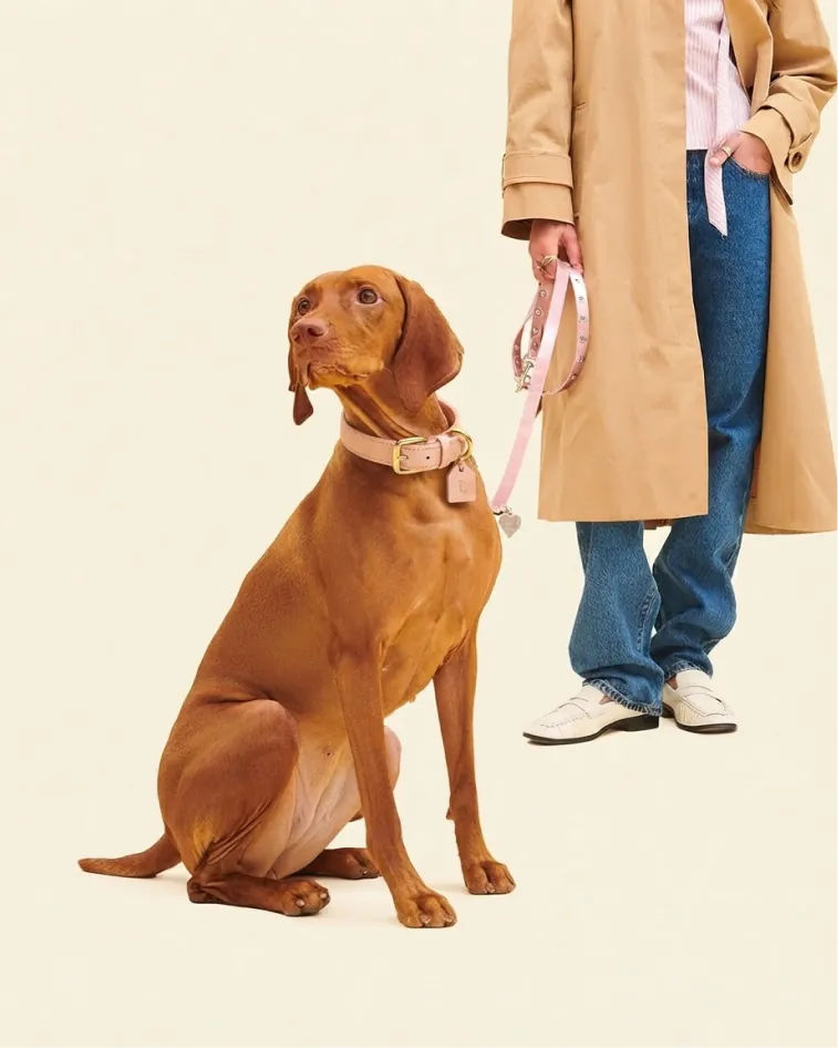 Vizsla con collar y correa Peonía